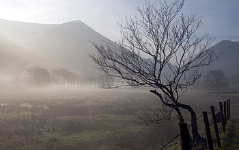 Nature, Mountains, Wood, Tree, Fog, Morning, Fence, Fencing, Enclosure, Sinuous, Winding, Hedge, Trunk HD wallpaper