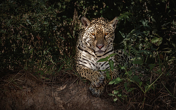 Jaguar, animal, cat, resting HD wallpaper