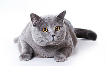 British Cat, , Adorable kitten, Delightful background HD wallpaper