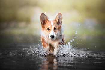 Playful spirit, Loyal companion, Adorable charm, Endearing presence HD wallpaper