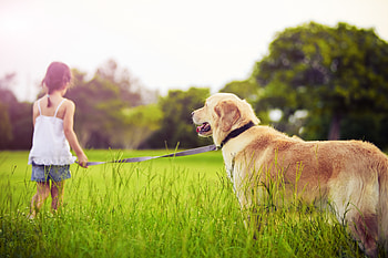Grass, Miscellanea, Miscellaneous, Park, Dog, Leash, Girl, Stroll HD wallpaper