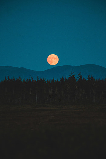 Nature, Trees, Mountains, Night, Moon, Fir, Spruce HD phone wallpaper