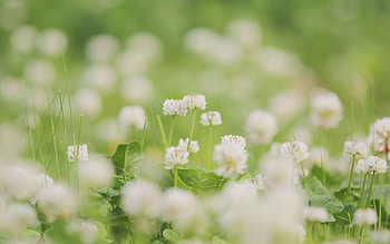 Flowers, Grass, Macro, Shine, Light, Field HD wallpaper