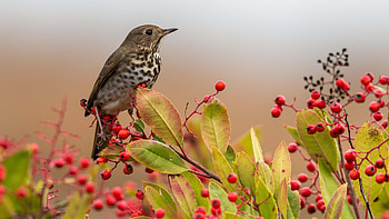 Light Brown White Short Beak Bird Is Standing On Red Plum Fruit Tree Branch In Blur Background Birds HD wallpaper