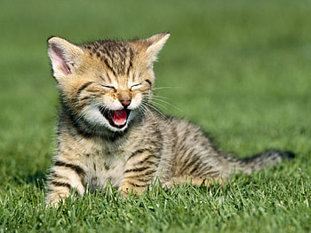 Animals, Grass, Sit, Kitty, Kitten, Scream, Cry HD wallpaper