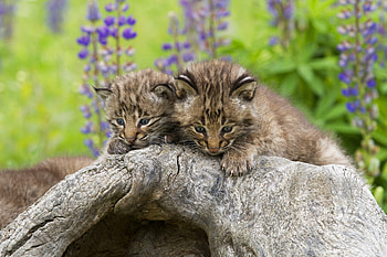 Baby Lynx, animal, Baby, lynx, paw HD wallpaper