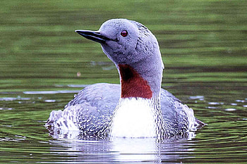 Red Throated Loon, loon, bird, throated, red HD wallpaper