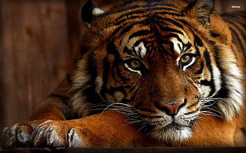 Bengal Tiger, bengal, tiger, siberian tiger HD wallpaper