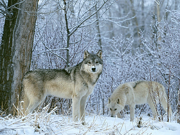 Animals, Wolfs, Winter, Snow HD wallpaper