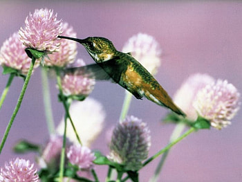 humming bird, hummer, june HD wallpaper