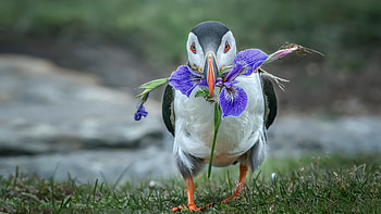 Puffin Bird Is Standing On Grass With Purple Flower In Mouth In Blur River Background Birds HD wallpaper
