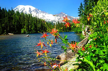 View of a snowy mountain, river, snowy, beautiful, mountain, summer, shore, trees, view, flowers, sky, riverbank, peak, lovely HD wallpaper