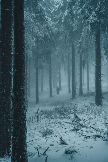 People, Winter, Nature, Snow, Forest, Fog, Silhouettes HD phone wallpaper
