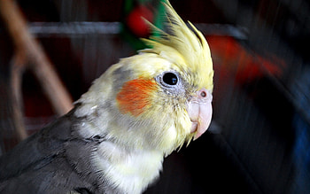 Cockatiel , Feathered companions, Bird backgrounds, Avian beauty HD wallpaper
