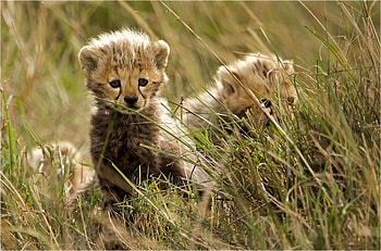 Cheetah cubs, Whiskers and paws, Little predators, Natural beauty HD wallpaper