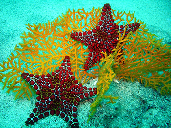 Oceanic beach life, , Coastal beauty, Sea life wonder HD wallpaper