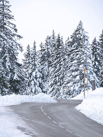 Winter, Nature, Trees, Snow, Fir-Trees, Road HD phone wallpaper