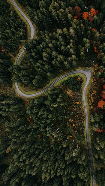 Nature, Trees, View From Above, Road, Turn, Forest HD phone wallpaper