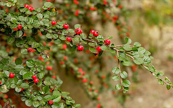 Berries, green, red, autumn, fruit, berry HD wallpaper