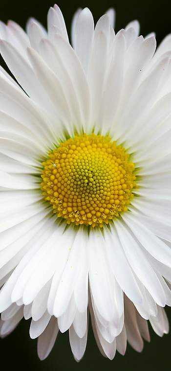 Earth's charm, Daisy flower, Natural serenity, Blooming flora HD phone wallpaper