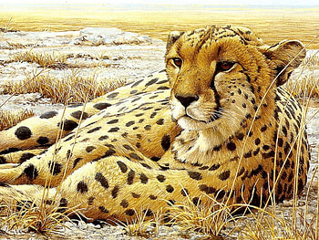 Lampart, rosliny, spojrzenie, obserwator HD wallpaper