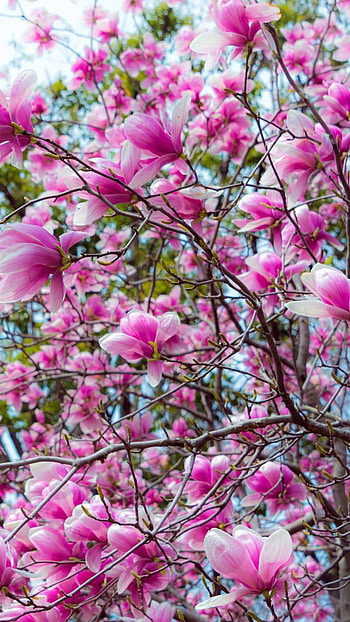 Magnolia Tree, pink flower, earth, nature HD phone wallpaper