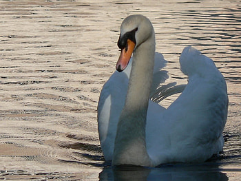 Swan, animals HD wallpaper