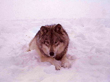 Wolf in Winter, winter, cool, wolf HD wallpaper