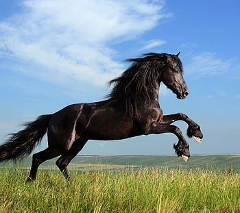 Friesian Horse, Animal, Horse HD wallpaper