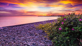 Flowers at the Beach, sea, shore, colors, clouds, landscape, sky, sunset, stones HD wallpaper
