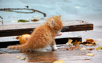 Animals, Autumn, Kitty, Kitten, Foliage, Fallen, Wash Up, Wash, Paw HD wallpaper