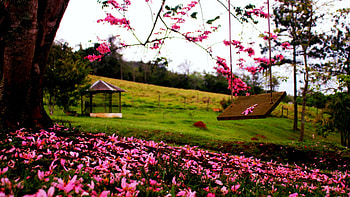 Park in Spring, flowers, blossoms, gazebo, landscape, trees, meadow HD wallpaper