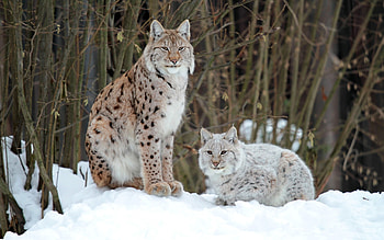 Lynx , Wide variety, s, Screen enhancement HD wallpaper