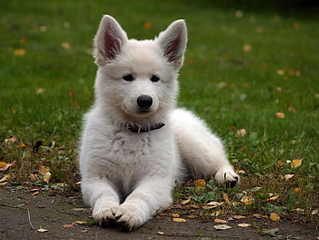 My Name is Hero, dog, fur, grass, white HD wallpaper