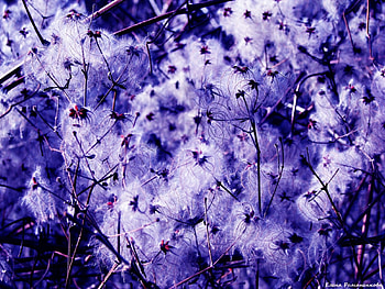 Plants, Background HD wallpaper