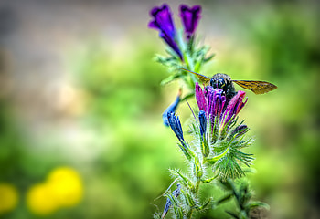Flower, Macro, Bee, Nectar HD wallpaper