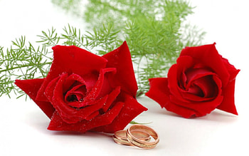 Red roses and wedding ring, flowers, ring, roses, red HD wallpaper