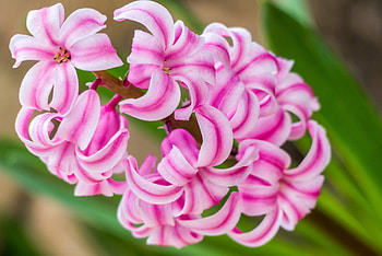 Hyacinth, Nature's beauty, , Background HD wallpaper
