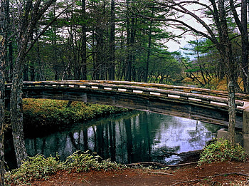 Walk across the forest, blue, place, relax, grass, footbridge, walk, beauty, quiet, wood, green, trees, nature, sky, water, forest HD wallpaper