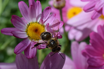 Flower, Macro, Insect, Bee HD wallpaper