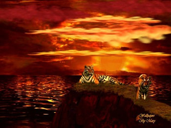Majesties, lakes, oceans, seas, animals, sunsets, cats, tigers HD wallpaper