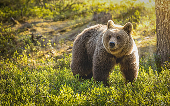 Bear, animal, forest, large HD wallpaper