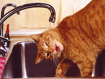 CAN SOMEBODY HELP I'm Trying To Drink Here, hahahahahaha HD wallpaper