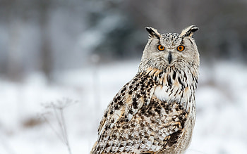 Owl , Air. com, inspired, with owl motif HD wallpaper