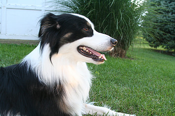 Animals, Fluffy, Dog, Spotted, Spotty, Color, Australian Shepherd HD wallpaper