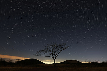 Nature, Sky, Night, Wood, Tree, Starry Sky HD wallpaper