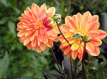 Flowers, Bud, Blur, Smooth, Close-Up, Flower Bed, Flowerbed, Dahlias HD wallpaper