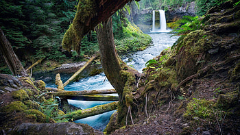 The Epic Koosah Falls of Oregon, trees, river, forest, water, usa HD wallpaper