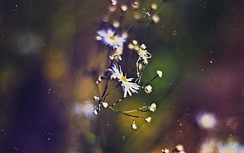 Flowers, Grass, Background, Macro, Faded HD wallpaper