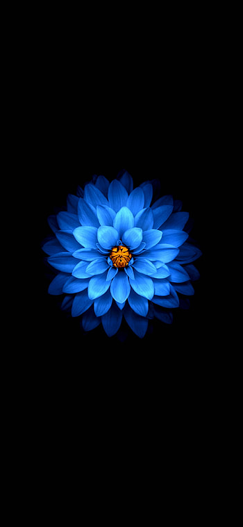 blue flower, dark, amoled, x , background, 25964, Black and Blue Flower HD phone wallpaper
